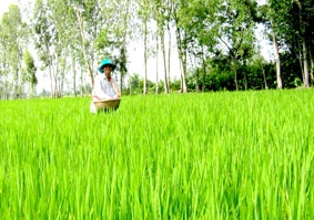Giải pháp hạ giá thành sản xuất cho người trồng lúa