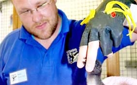 Giả làm mẹ 
chim cánh cụt