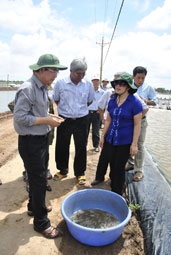 Khẩn cấp phòng chống dịch bệnh trên tôm sú