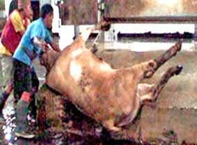 Úc ngưng xuất khẩu gia súc sang Indonesia