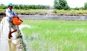 Triển vọng phát triển cho vùng tôm-lúa