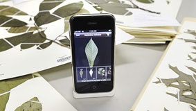 Đó là cây gì? Hãy hỏi "dế"