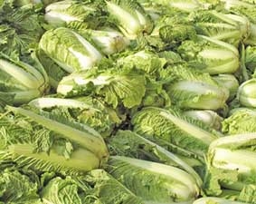 Thái Lan phát hiện khuẩn E. coli trong bắp cải châu Âu