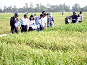 Việt Nam vẫn đảm bảo tốt an ninh lương thực quốc gia từ nay đến năm 2030