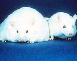 Triển vọng vắc-xin chống béo phì