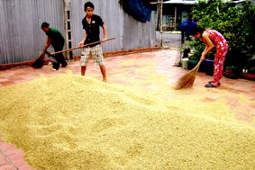 Nông dân phấn khởi được mùa, trúng giá