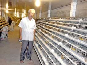 Mô hình nuôi cút trang trại <br>
cho hiệu quả kinh tế cao