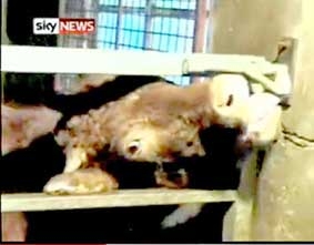 Bò mở cửa 
bằng... lưỡi