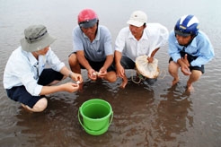 Sau mùa nghêu thất bát