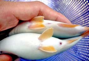 Sinh sản nhân tạo thành công giống cá heo nước ngọt