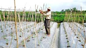 Khuyến nông góp phần gia tăng hiệu quả sản xuất