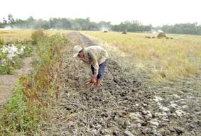 Diện tích lúa vụ 3 tăng