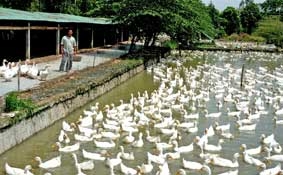 Tích cực hỗ trợ phòng chống cúm gia cầm