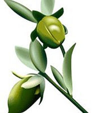 Làm đẹp với tinh dầu jojoba