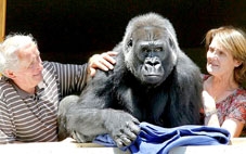 Nhận tinh tinh làm “con nuôi”