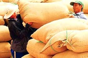 Thị trường gạo thế giới <br>
sôi động "cuộc đua"