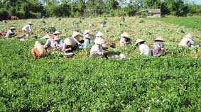 Mô hình mẫu xây dựng nông thôn mới