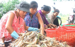 Hợp tác nuôi tôm "ít rủi, nhiều may"!