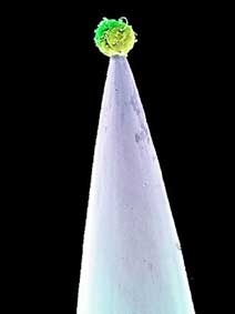 Tế bào gốc có diệu kỳ ?