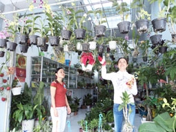 Chọn quà mừng tân gia