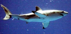 Cá mập trắng “nghỉ mát” 
ở vùng biển nhiệt đới