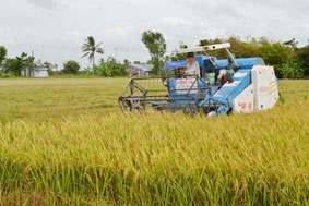 Xuất khẩu gạo tăng nhưng người trồng lúa chưa vui