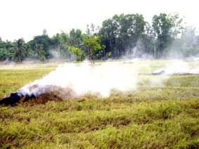 Chưa tận dụng hết nguồn lợi từ rơm