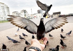 Chim biết nhận mặt người