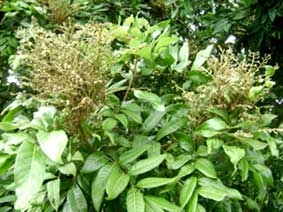 Nhà vườn lao đao