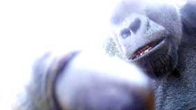 Tinh tinh làm 
“phó nháy”