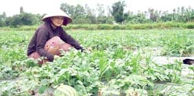 Hiệu quả từ chuyển đổi cơ cấu cây trồng, vật nuôi