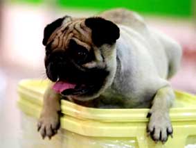 Đổi phân chó lấy... vàng