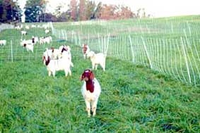 “Dê sinh thái”