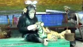 Tinh tinh cho cọp bú