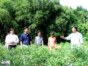 Ớt chỉ thiên xuất ngoại