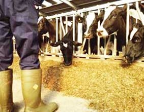 Lớn lên ở nông trại dễ bị ung thư máu