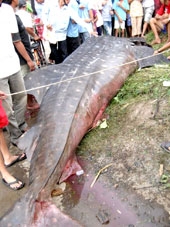 Cà Mau: Bắt được cá to hơn 2 tấn