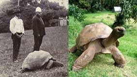 Cụ rùa già nhất thế giới 178 tuổi