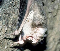 Dơi dùng cảm biến hồng ngoại để 
săn mồi