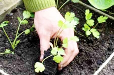 Lợi ích của ngò rí