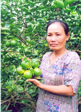 Cầu Kè - mùa "trái đắng"!