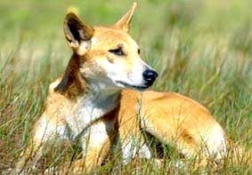 Dĩ độc trị độc!