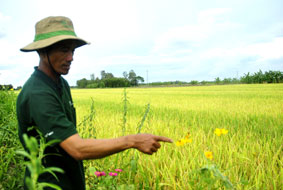 Ruộng lúa bờ hoa tiết kiệm cho nông dân hàng triệu đồng trên mỗi hecta
