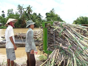 Giải pháp để cây mía phát triển bền vững