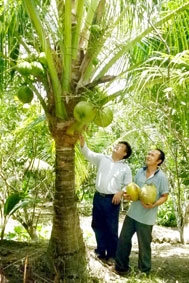 Vùng triệu phú dừa sáp