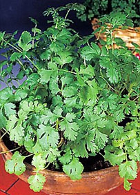 Tinh dầu ngò rí có thể tiêu diệt các siêu khuẩn kháng thuốc