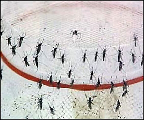 Phương pháp mới giúp đẩy lùi bệnh sốt xuất huyết