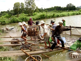 Cần có chiến lược ứng dụng công nghệ sinh học vào cuộc sống