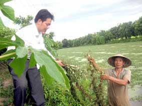 Làm giàu từ rau nhút