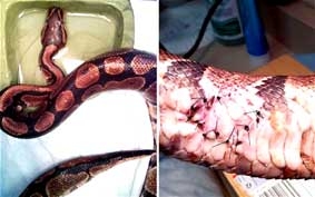 Bị bắt vì cắn trăn